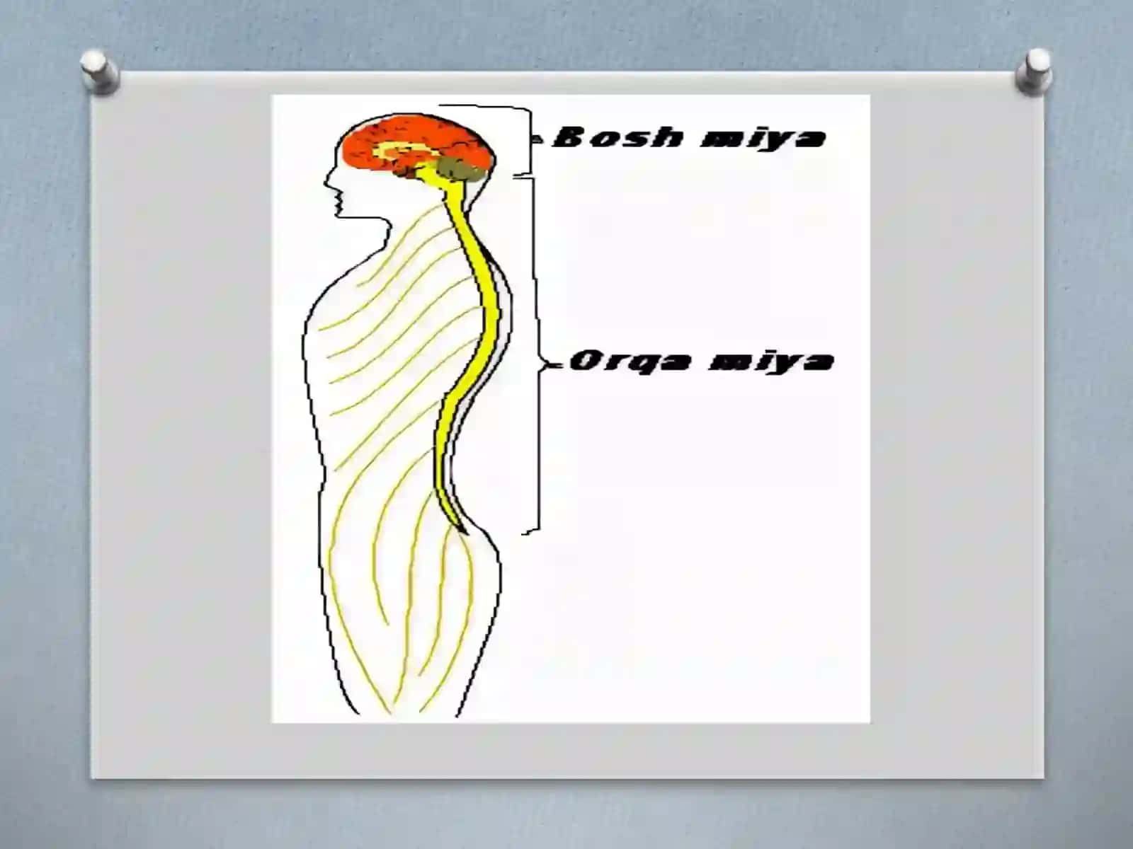 ORQA MIYA NERVLARINING HOSIL BO’LISHI 4