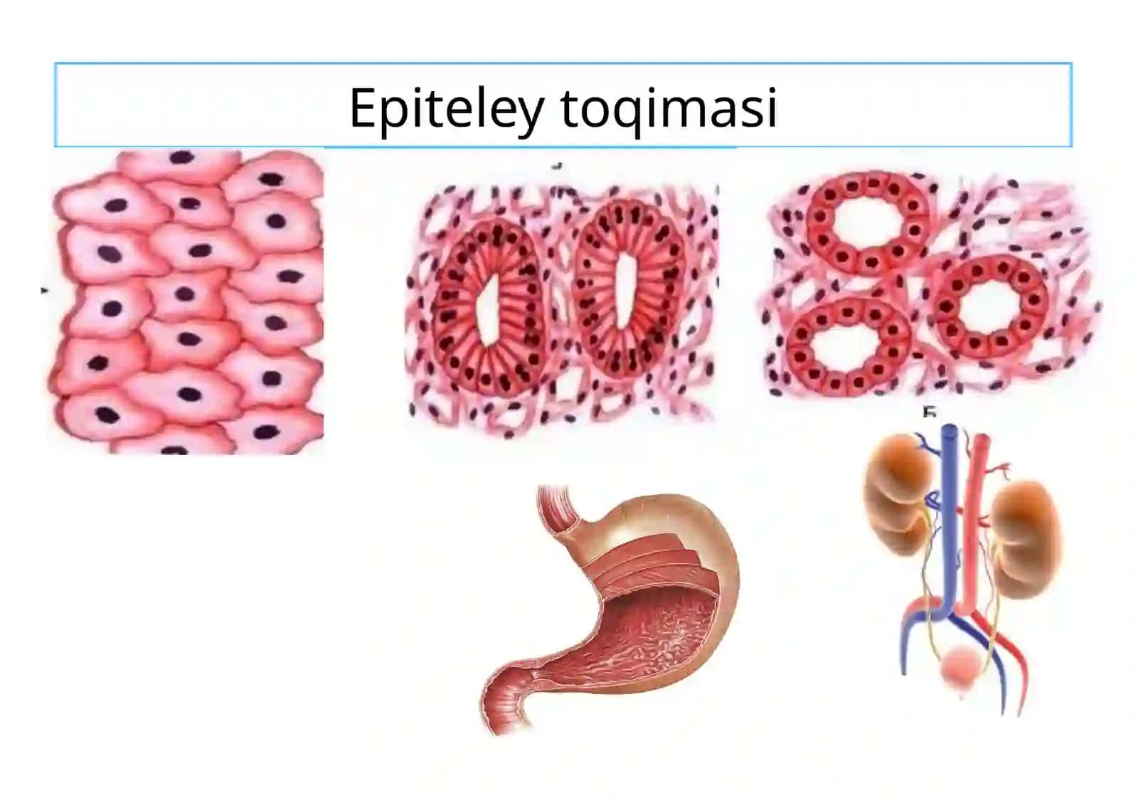 To`qimalar, organlar, organizm 4