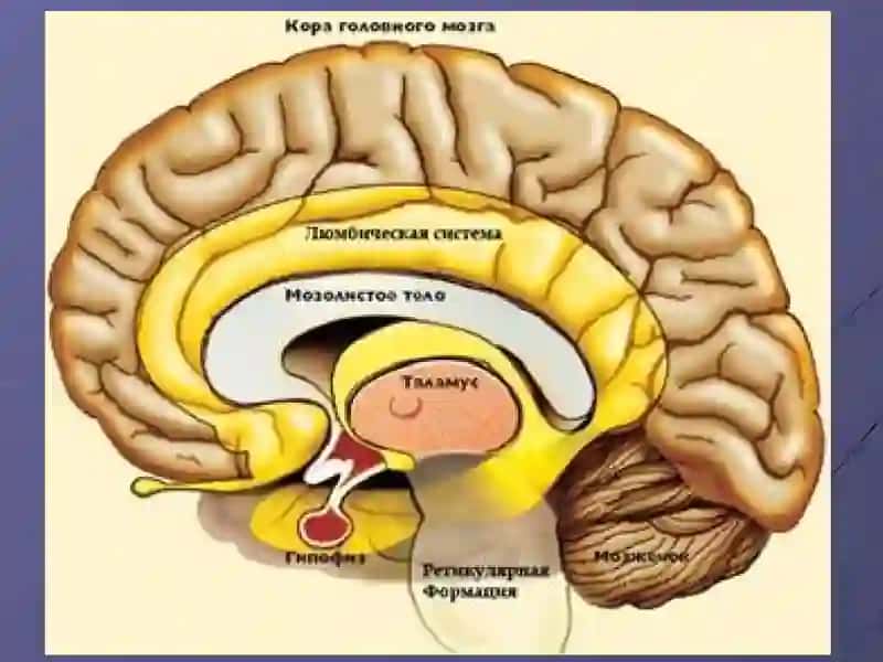 Ретикулярная формация 4