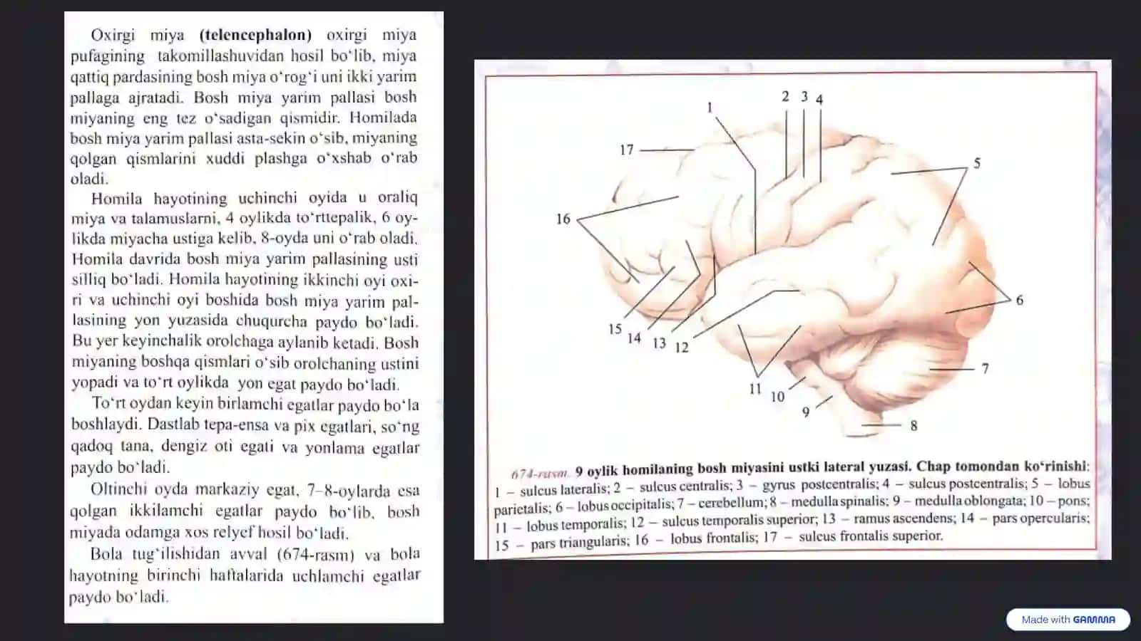 Oxirgi Miya (Telencephalon): Murakkablik va Rivojlanish 4