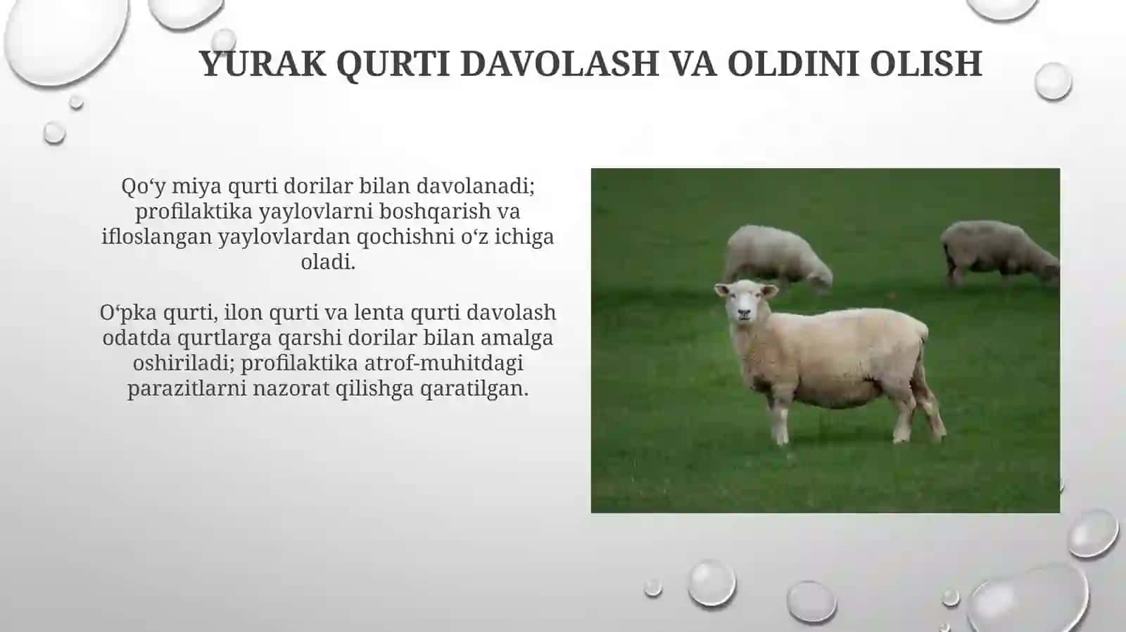 Oʻpka qurti: turlari va uy egalari 4