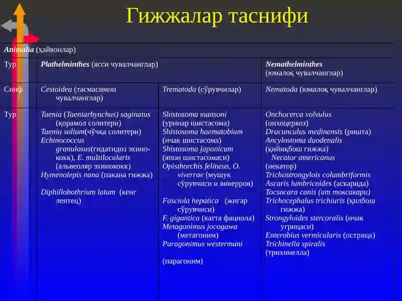 Гижжа   касалликлари 4