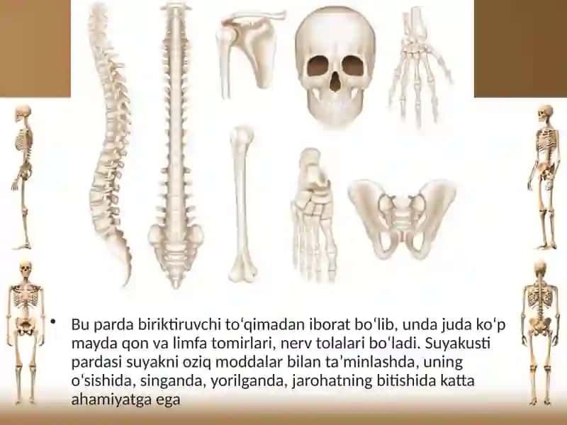 Suyaklarning tuzilishi va tartibi 4