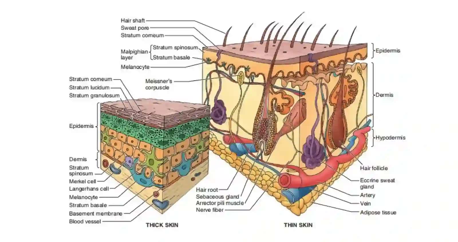Terigistologiyasi 4