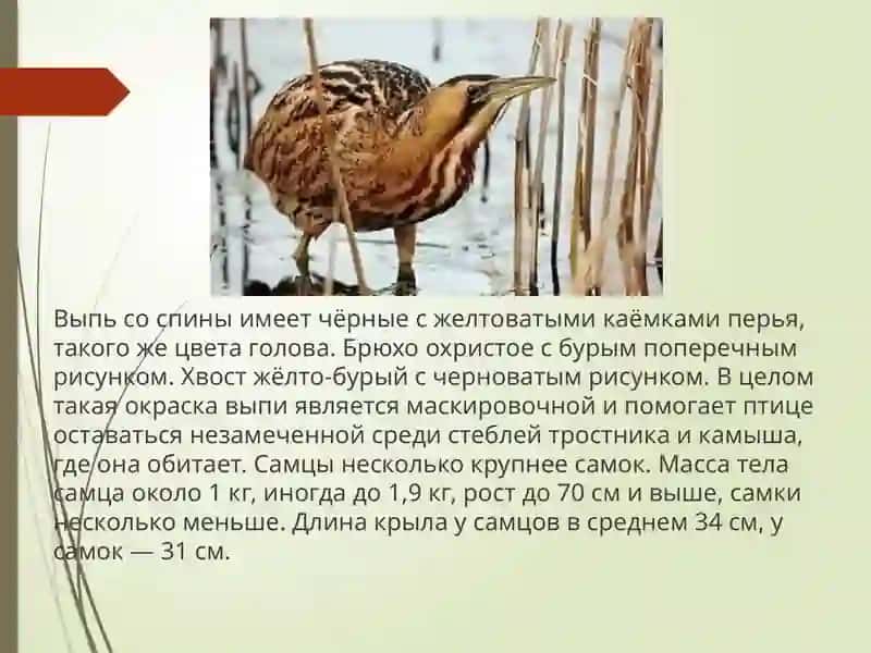 ВОДНО-БОЛОТНЫЕ ПТИЦЫ 4