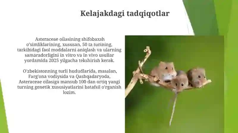 Asteraceae oilasi va uning xususiyatlari 4