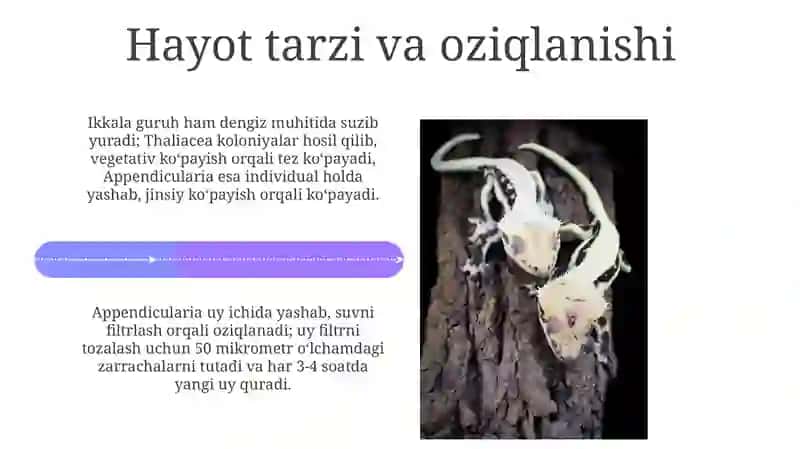 Sallplar va Appendikulyariyalar sinfi 4