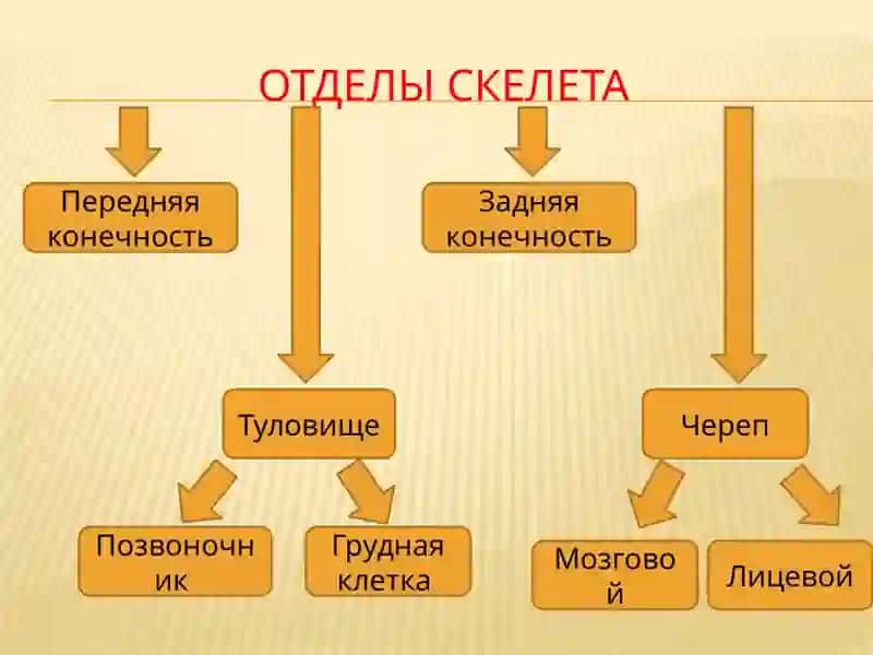 Скелет 4