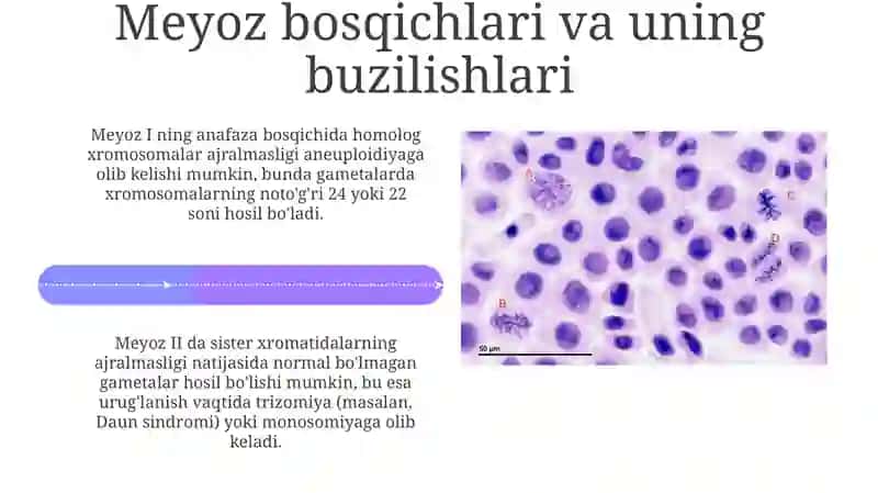 Mitoz va Meyozning Patologiyasi 4