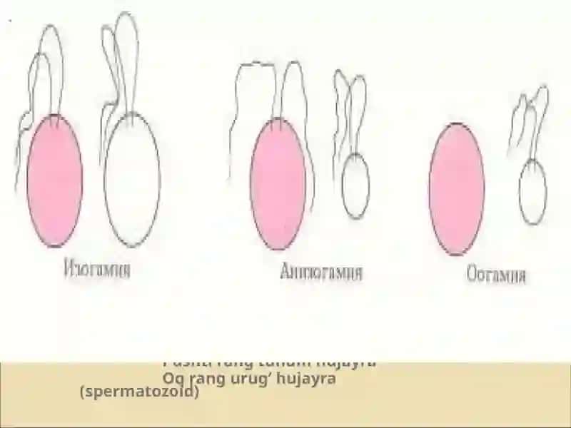 O’simliklarning generativ organlari filogenezi 4