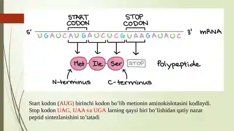 oqsil biosintezi va uning boshqarilishi 4