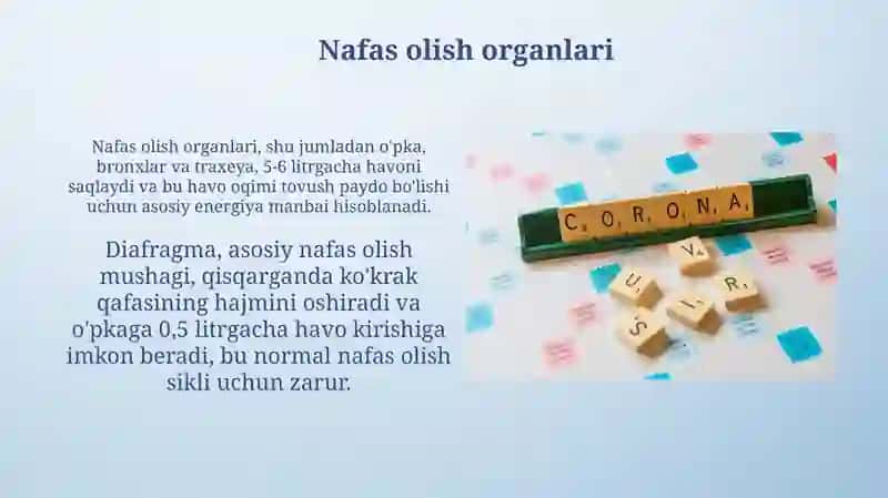Nutq aʼzolari va ularning tasnifi 4
