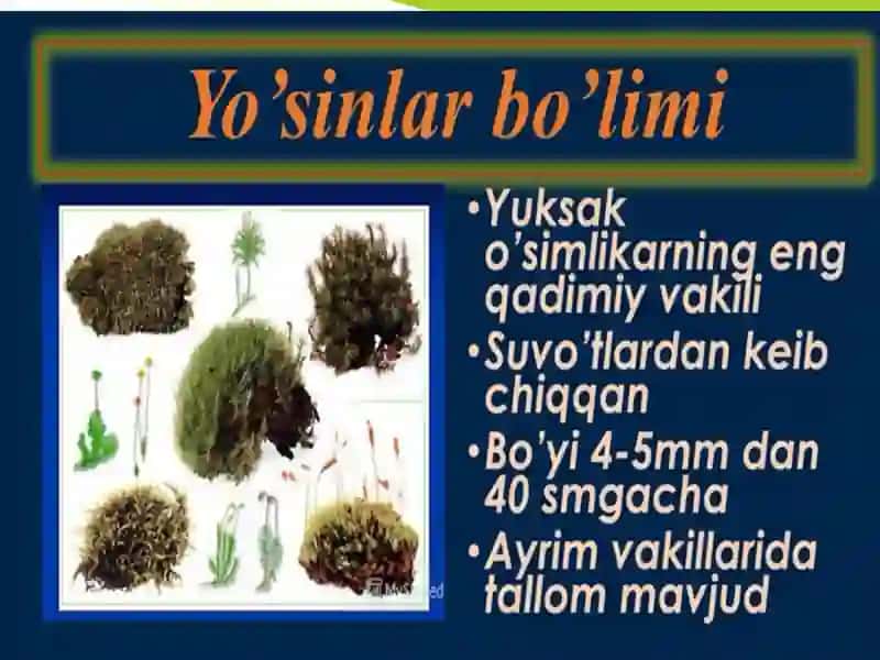 Sporali Oʻsimliklar 4