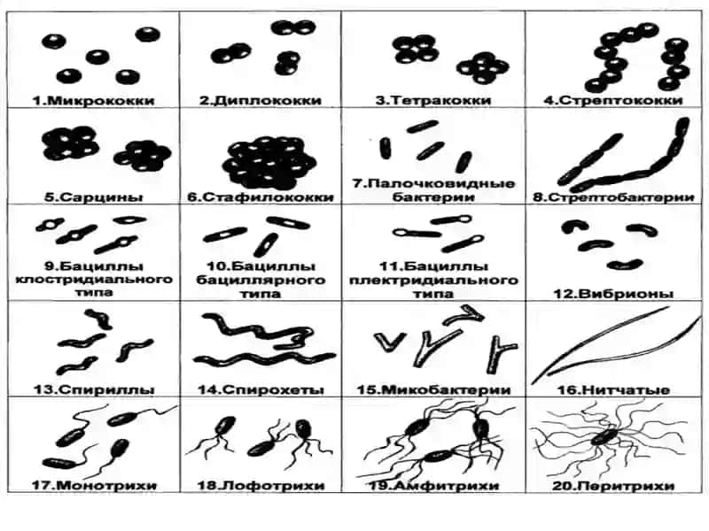 Микробиология, вирусология ва иммунология фани,унинг максади ва вазифалари. Микроорганизмларнинг морфологияси 4