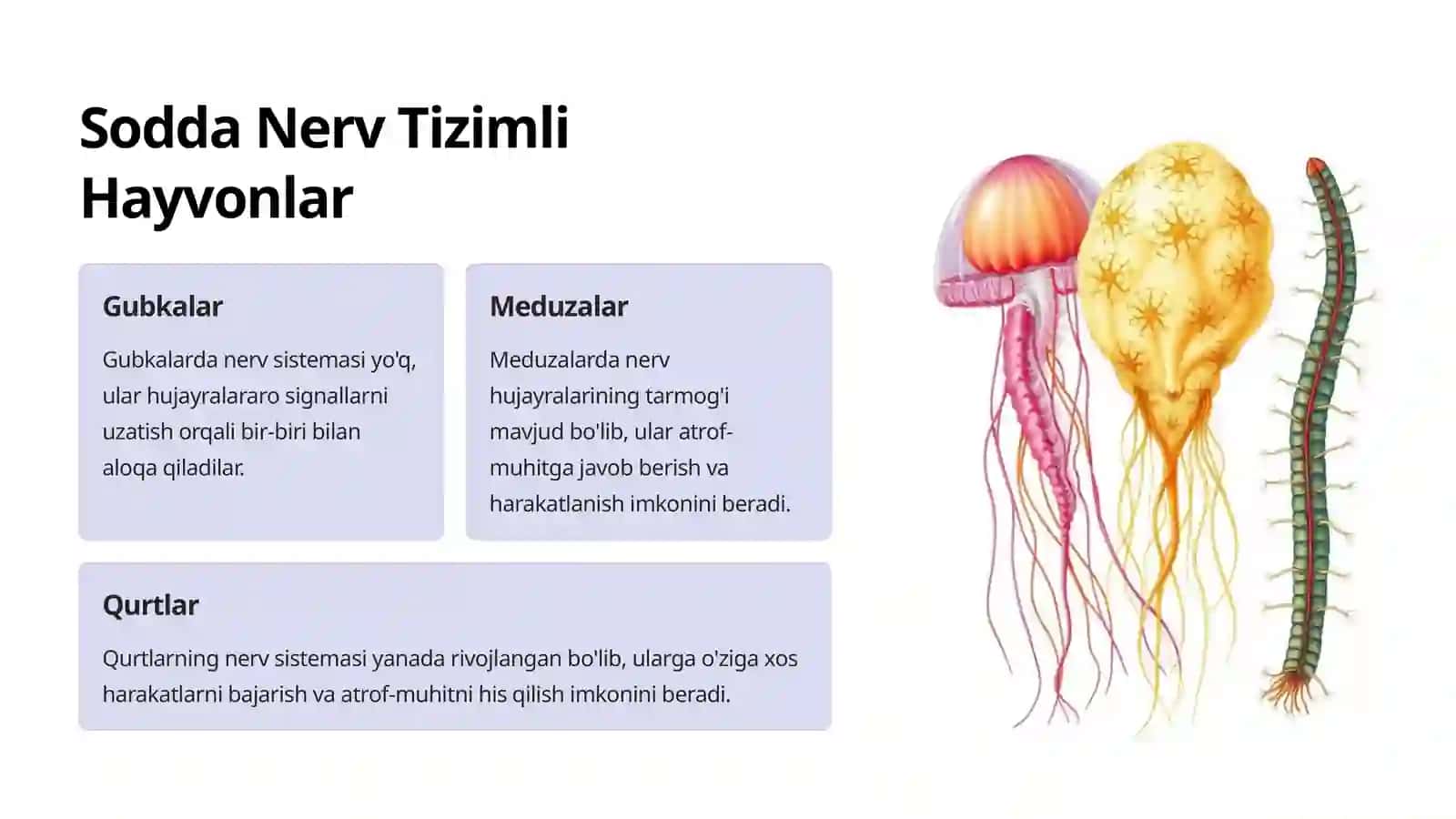 Nerv Sistemasi Filogenezi 4