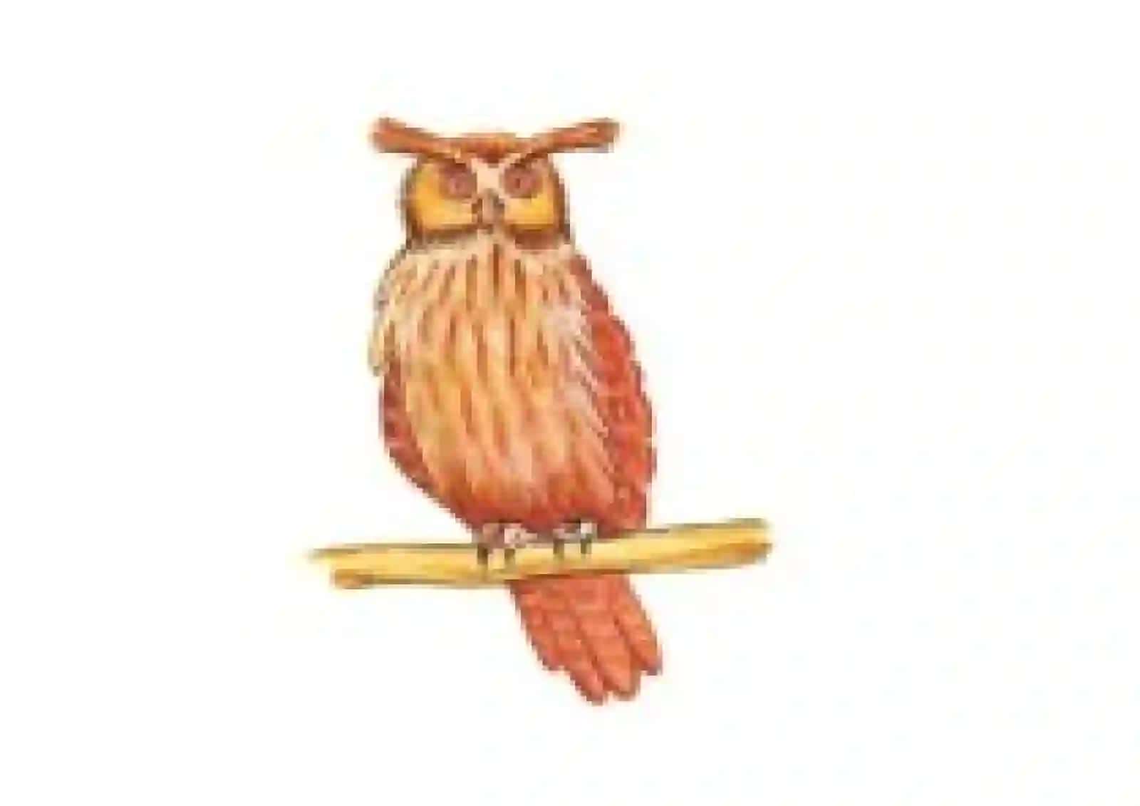 Sayohatchi qushlar 4