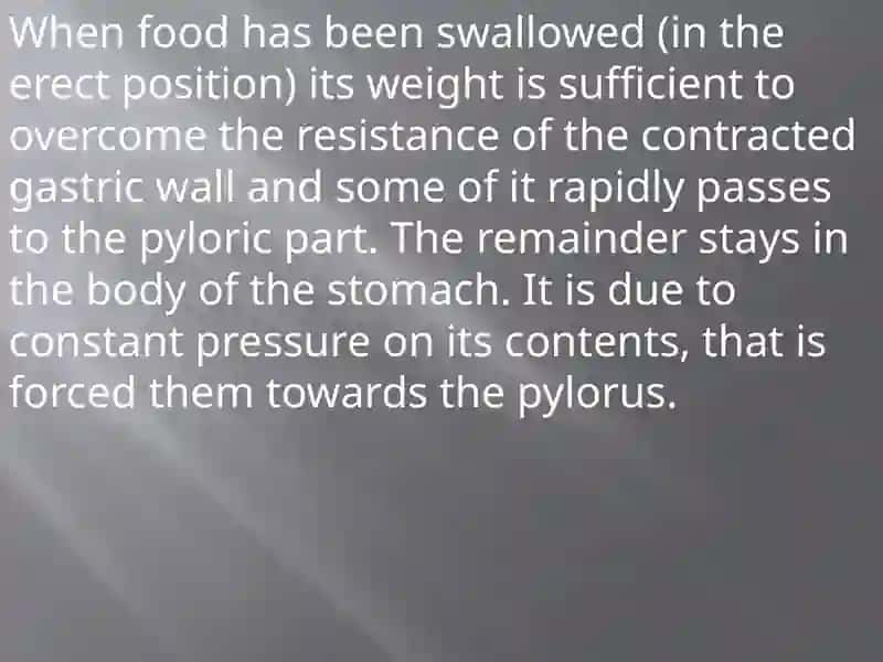 The Movements of the Stomach 4