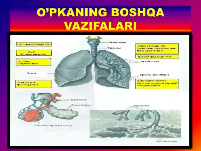 Nafas a'zolari fiziologiyasi pptx 4