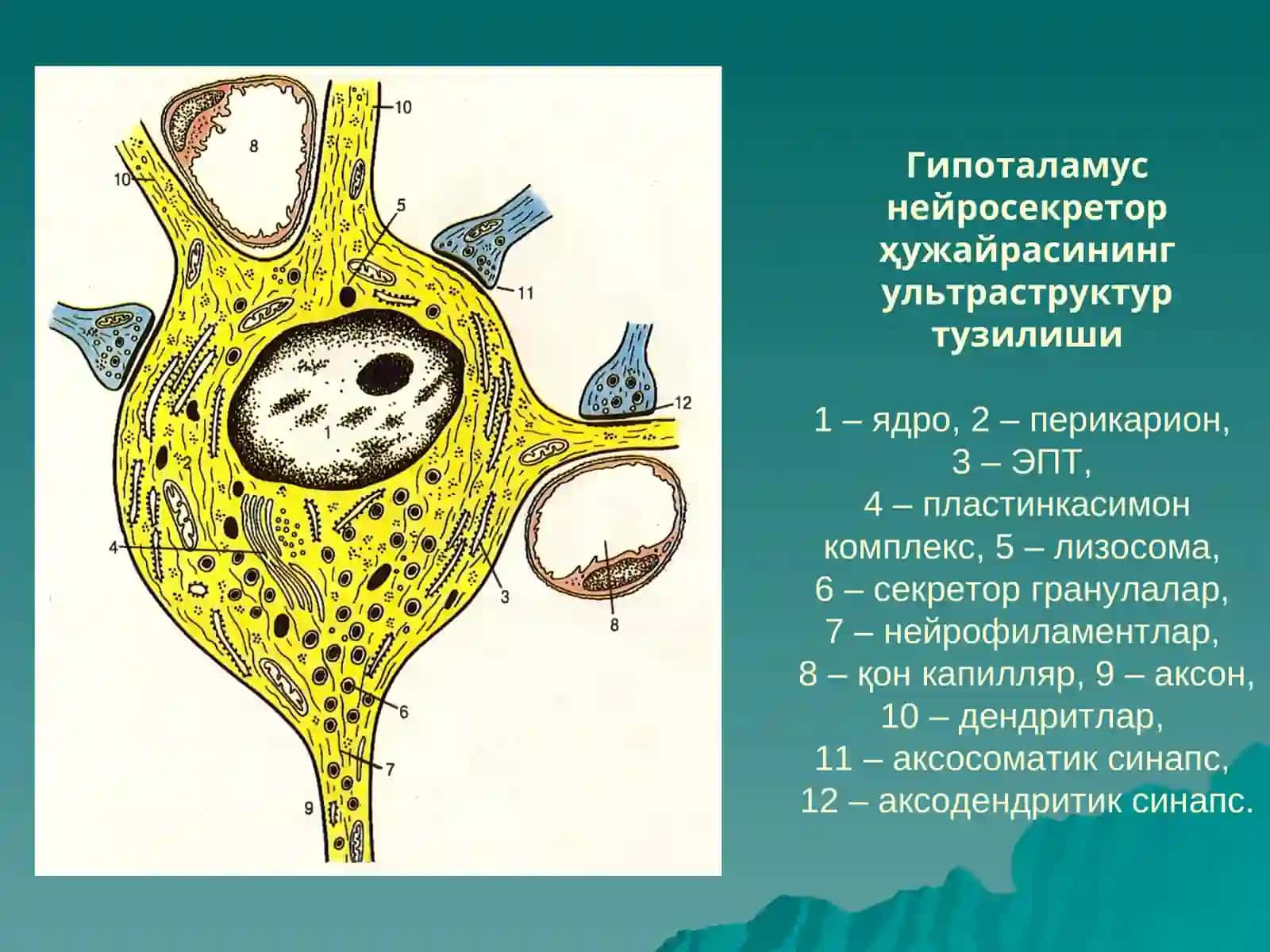 ЭНДОКРИНТИЗИМ 4