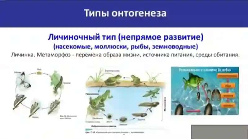 основные периоды эмбриогенеза человека 4