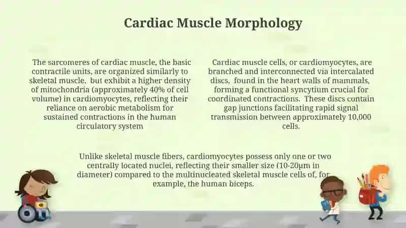 Morphological basis of muscle contraction mechanisms 4