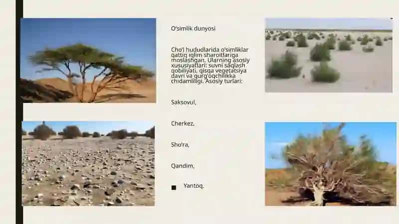 Oʻzbekistonning choʻl ekotizmlari va oʻsimliklari 4