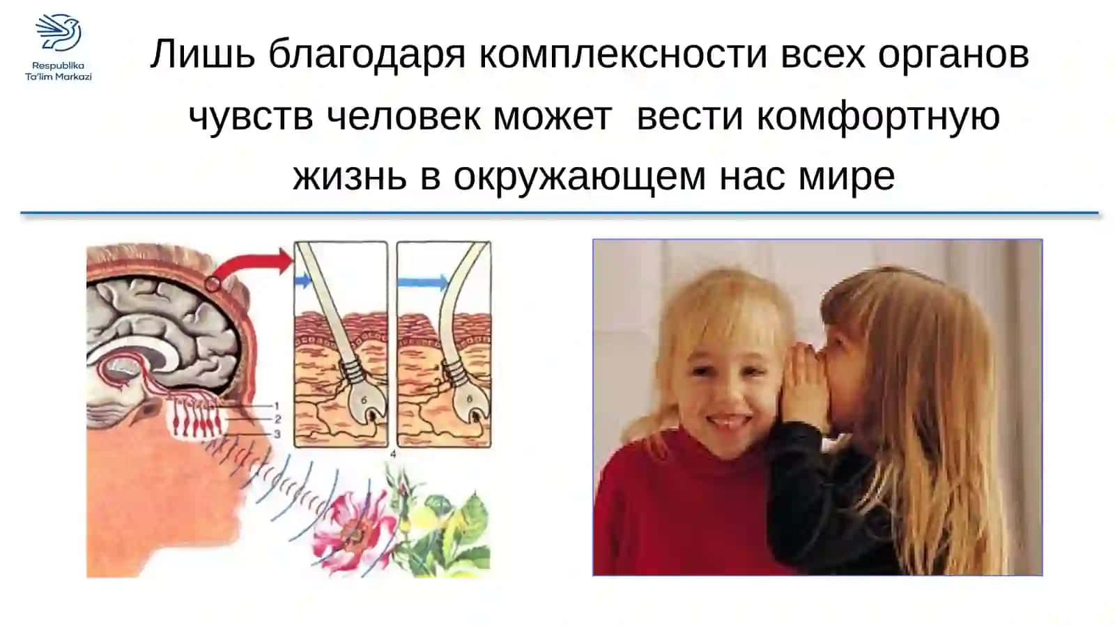 ЗНАЧЕНИЕ ОРГАНОВ ЧУВСТВ 4