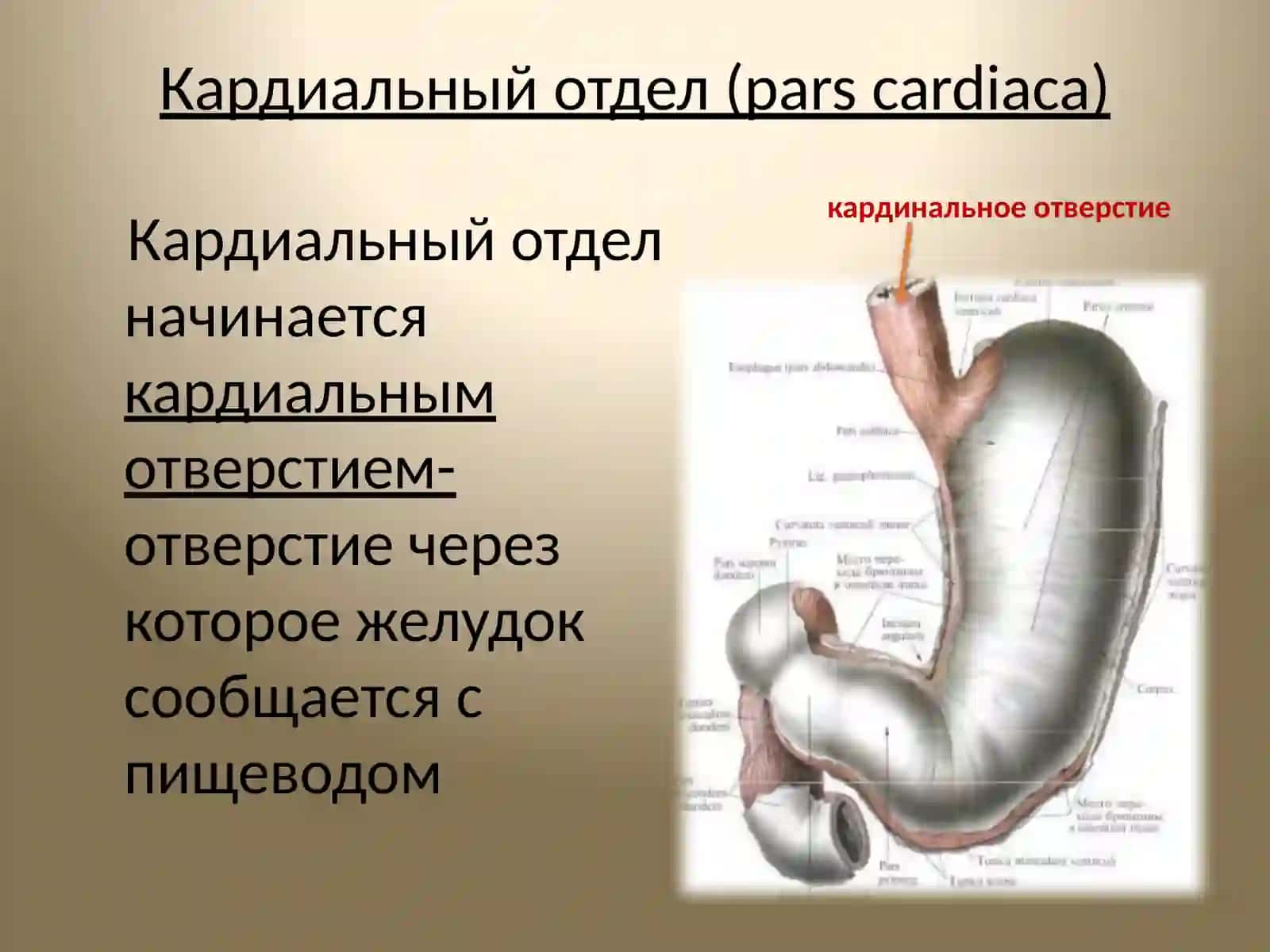 Желудок анамитоия 4