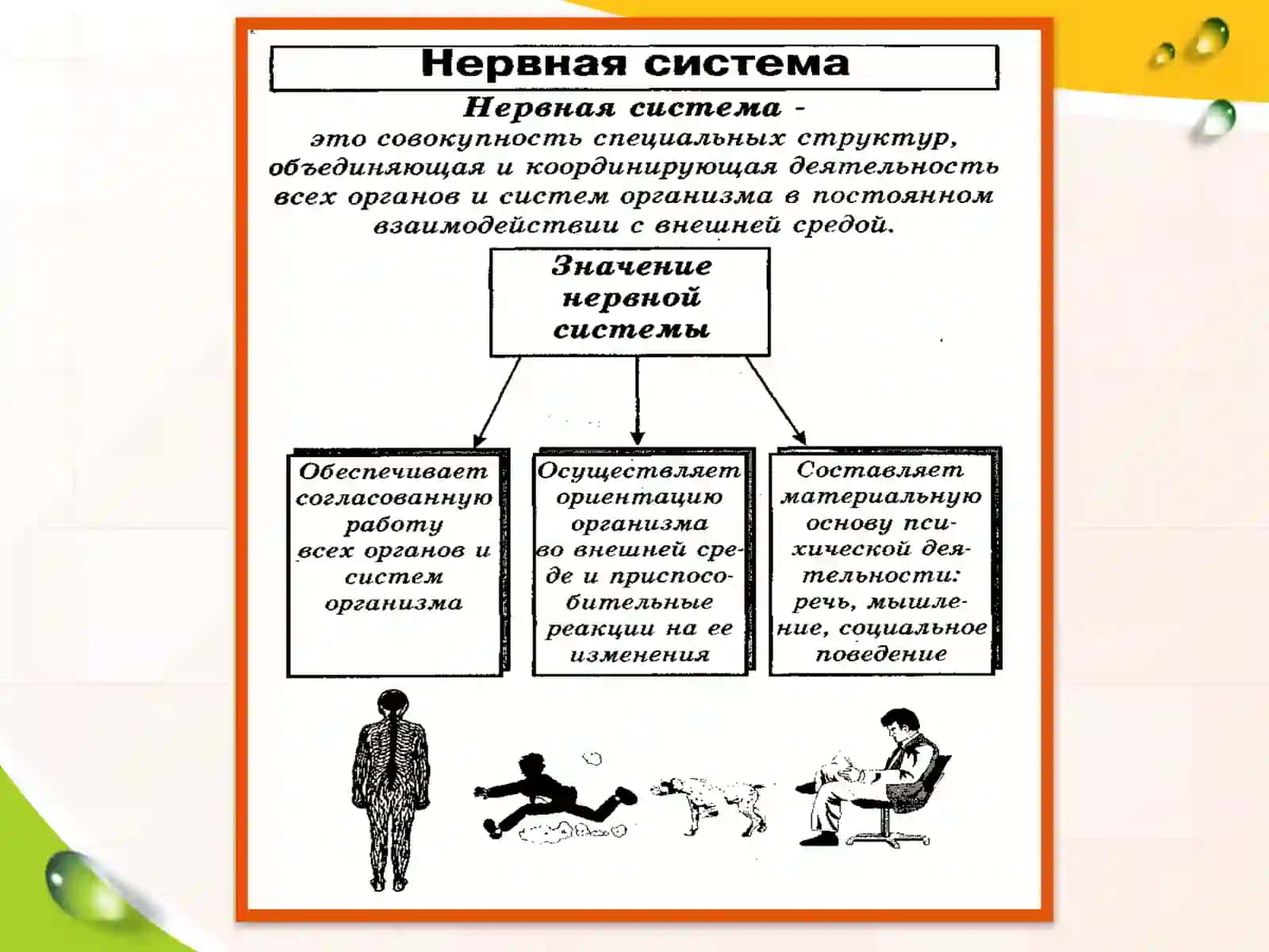 Нервная система человека 4