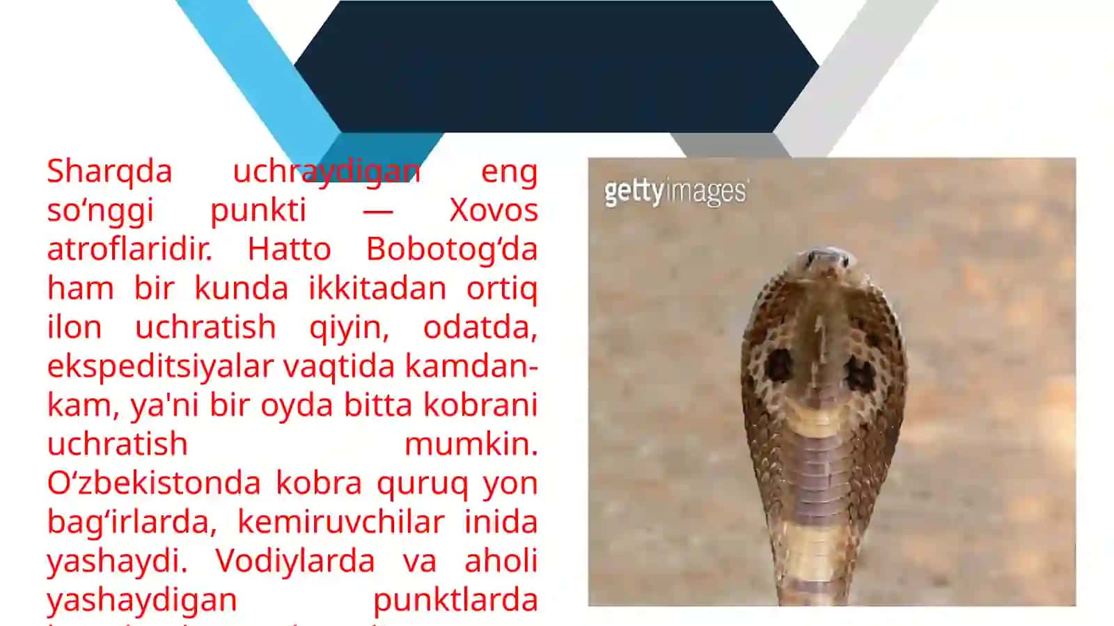 OʻZBEKISTONDA TARQALGAN ZAXARLI ILONLAR VA ULARNING AXAMIYATLARI 4