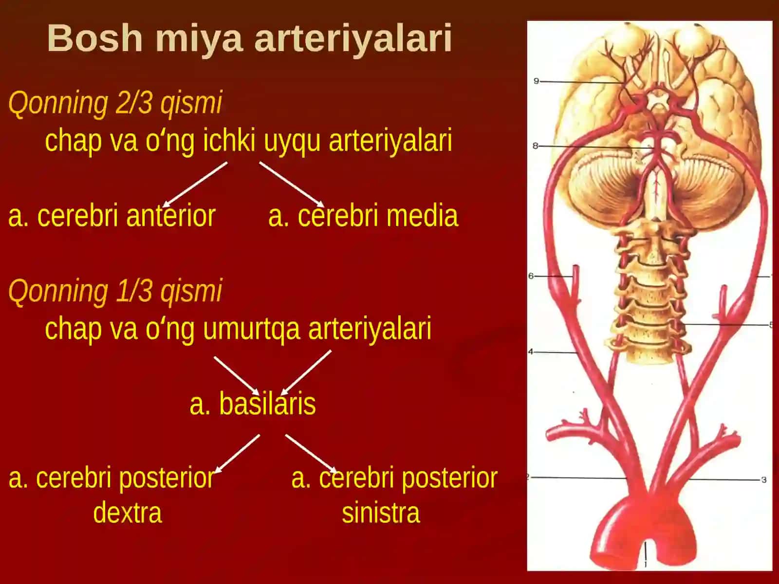 Boshsohasimiyaqisminingklinikanatomiyasi 4