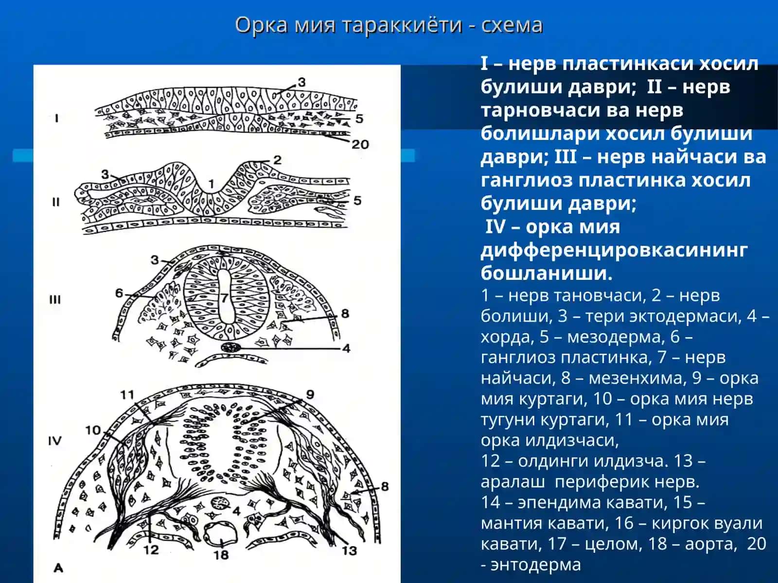 Соматик ва вегетатив рефлектор ёйлар 4