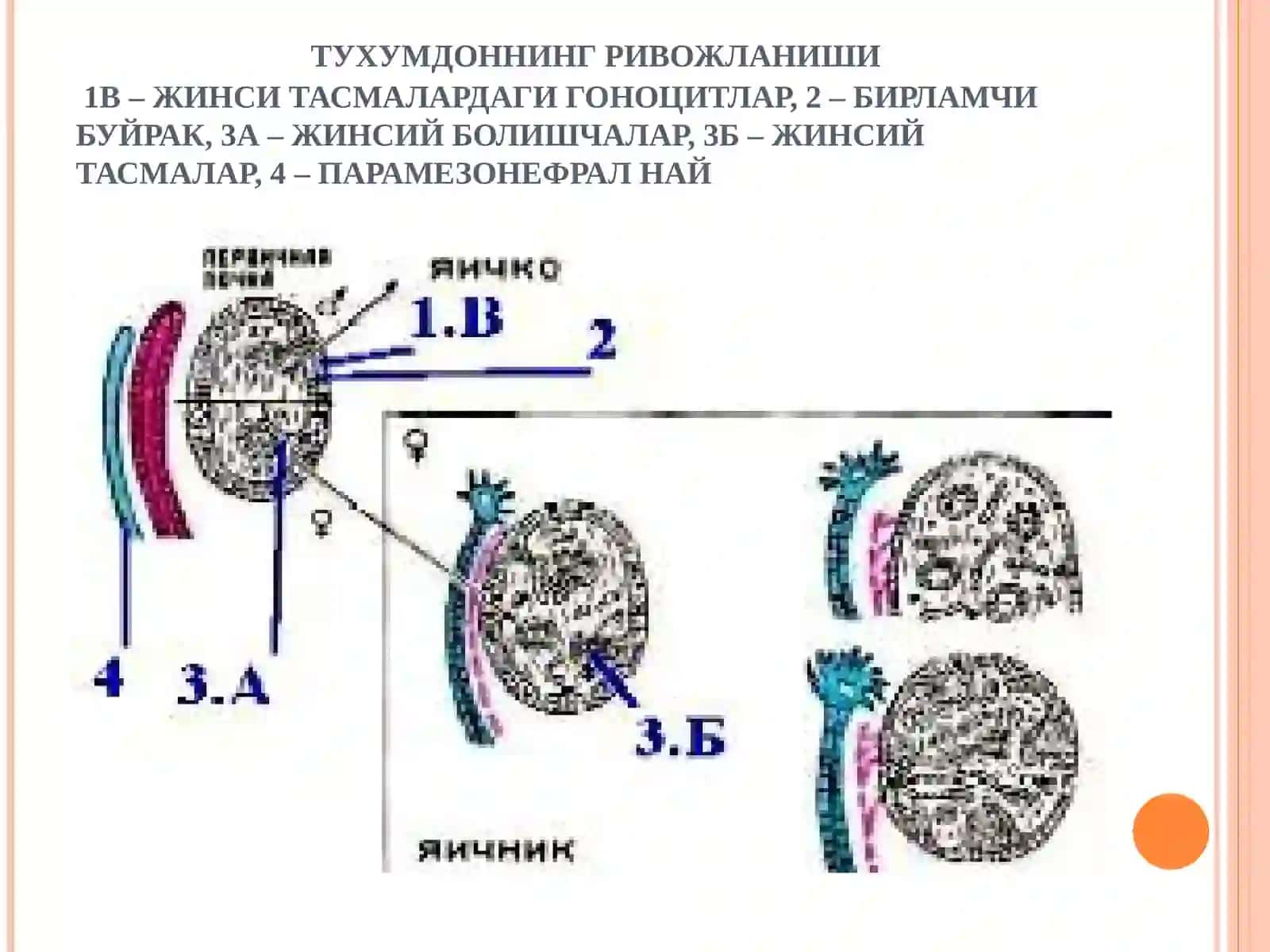 АЁЛЛАР ЖИНСИЙ СИСТЕМАСИ 4
