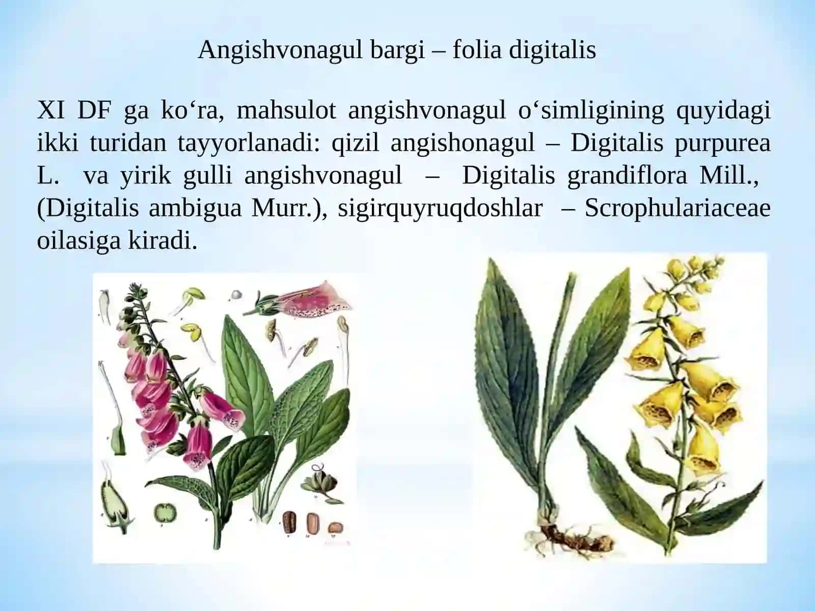 Glikozidlar va dorivor o‘sishlar 4