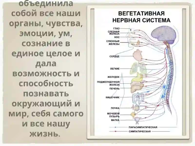 ГигиенаНервнойСистемы 4