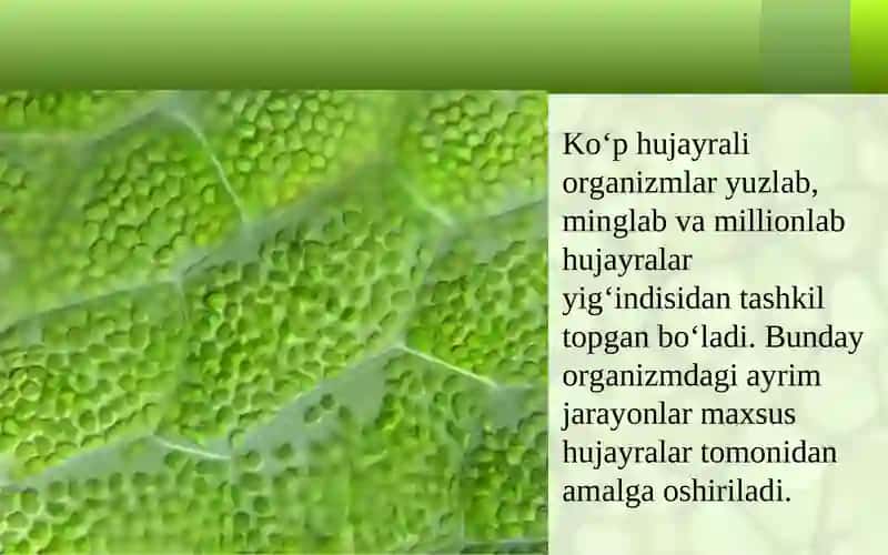HUJAYRA VA UNING TARKIBIY QISMLARI 4