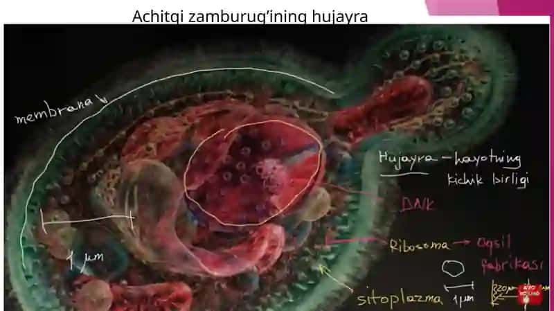 Hujayra membranasi va uning tuzilishi 4