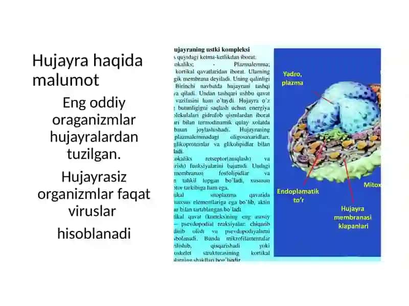 Eukariot va Prakariot organizmlar 4