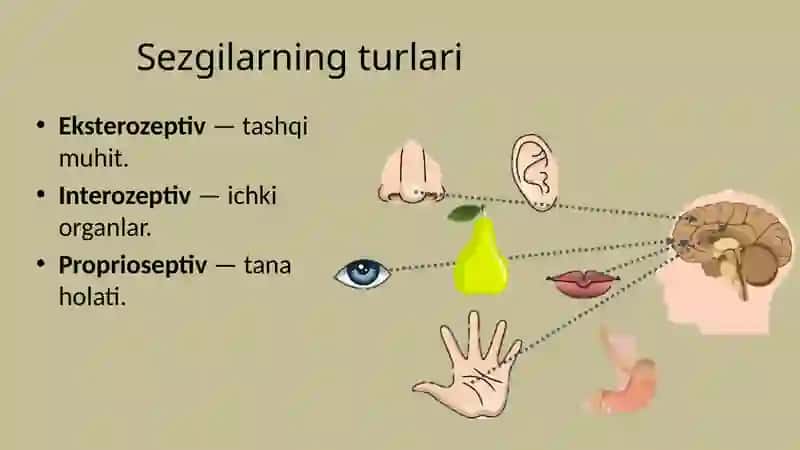 Sodda kognitiv jarayonlar 4