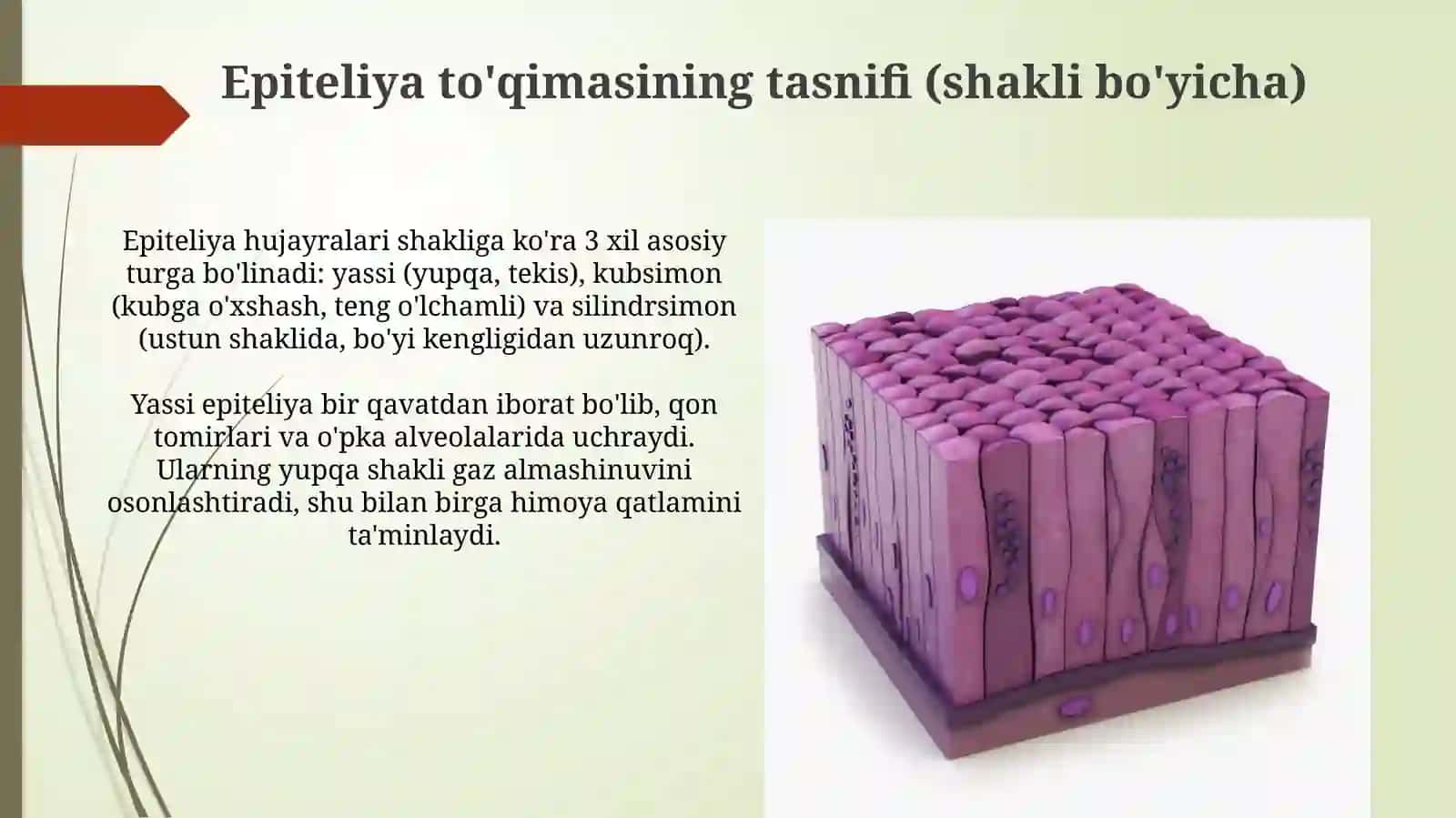Epiteliytoqima 4