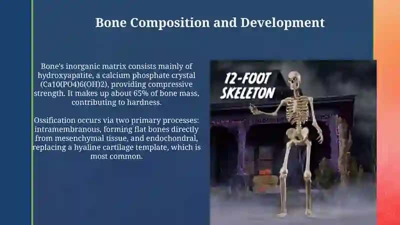 Skeleton 4