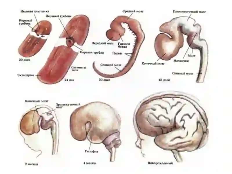 НЕРВНО-ПСИХИЧЕСКОЕ РАЗВИТИЕ РЕБЕНКА 4