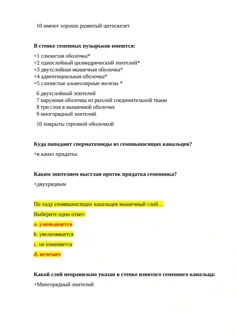 Мужская половая система 4