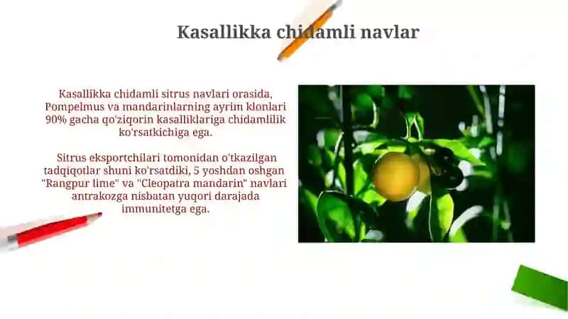 Antraknoz kasalligi 4