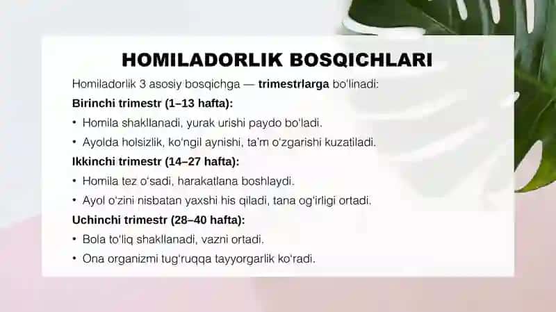 Homilador Ayol 4