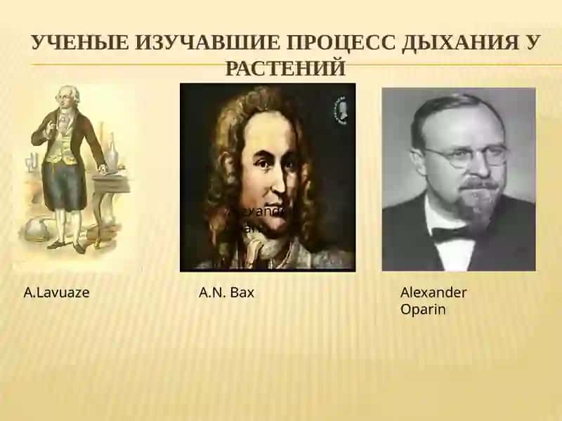 Физиология растений 4