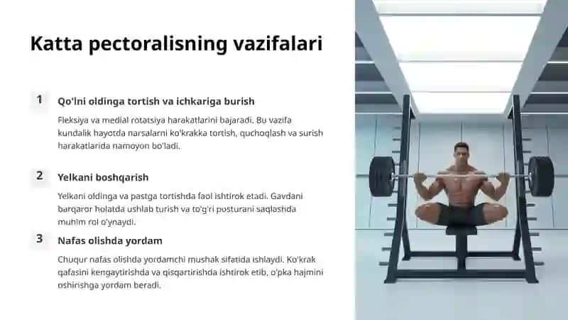 Ko'krak mushaklari: Katta va kichik pectoralislar 4