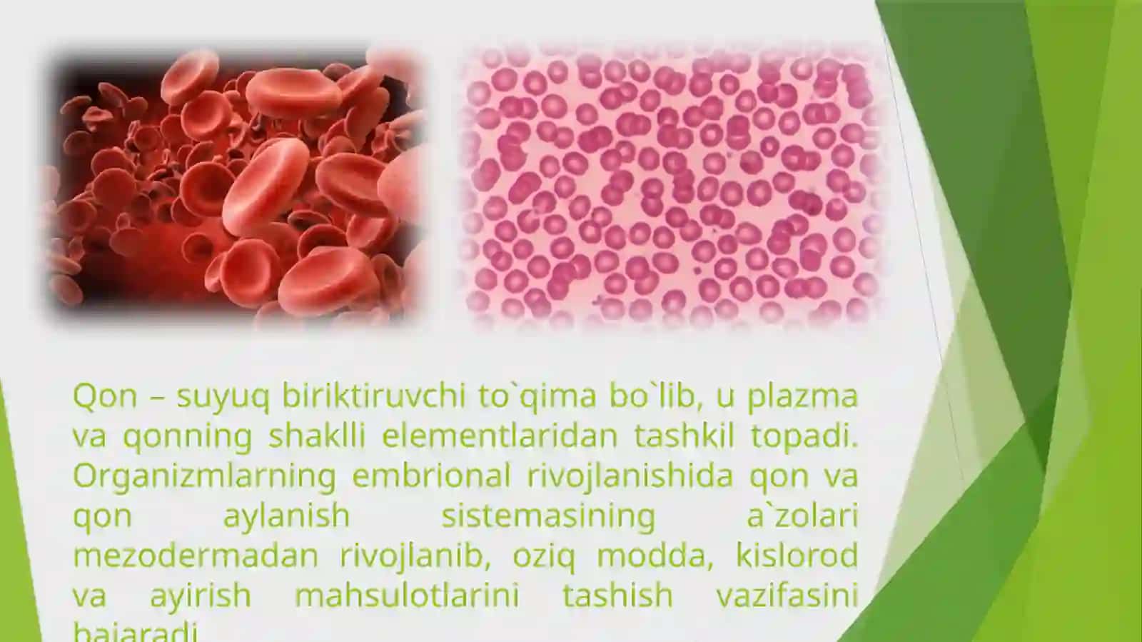 Hayvonlarning qon aylanish organlari evolyutsiyasi 4