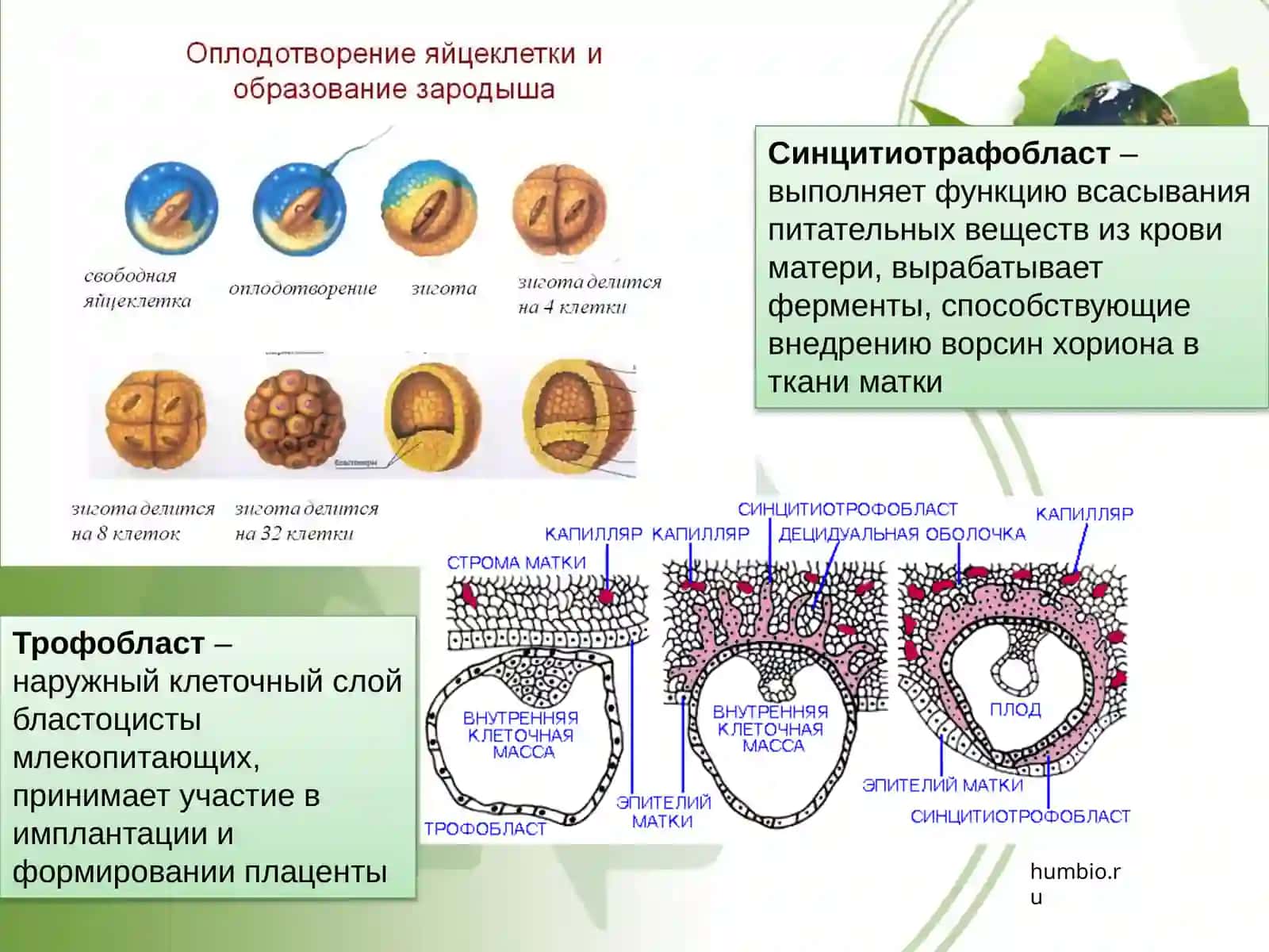 ОСНОВЫ БИОТЕХНОЛОГИИ 4