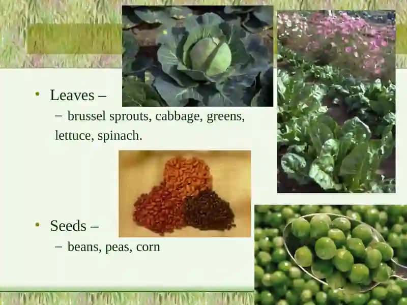 Classification of Vegetables 4